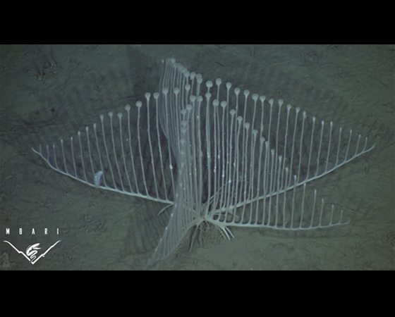 Lyre sponge (<i>Chondrocladia lyra</i>) - Em 2012, essa espécie de esponja carnívora foi encontrada por um time de pesquisadores do Monterey Bay Aquarium Research Institue (MBARI). Ela foi localizada na costa norte da Califórnia, cerca de 3400 metros de profundidade. Seu nome (Lyre sponge, algo como Esponja Lira) foi inspirado por sua estrutura corporal, que lembra uma lira ou uma harpa. Lyre sponge (<i>Chondrocladia lyra</i>) - Em 2012, essa espécie de esponja carnívora foi encontrada por um time de pesquisadores do Monterey Bay Aquarium Research Institue (MBARI). Ela foi localizada na costa norte da Califórnia, cerca de 3400 metros de profundidade. Seu nome (Lyre sponge, algo como Esponja Lira) foi inspirado por sua estrutura corporal, que lembra uma lira ou uma harpa.