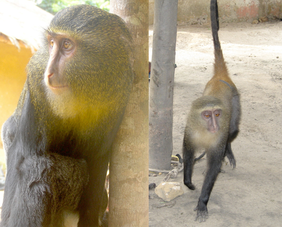 Macaco-Lesula (<i>Cercopithecus lomamiensis</i>) - Descoberto em 2007 e confirmado em 2012, o Lesula é a segunda espécie de macaco a ser encontrada na África desde 1984. O animal habita as florestas da República Democrática do Congo e tem como principal característica a coloração azul de sua bunda. Macaco-Lesula (<i>Cercopithecus lomamiensis</i>) - Descoberto em 2007 e confirmado em 2012, o Lesula é a segunda espécie de macaco a ser encontrada na África desde 1984. O animal habita as florestas da República Democrática do Congo e tem como principal característica a coloração azul de sua bunda.