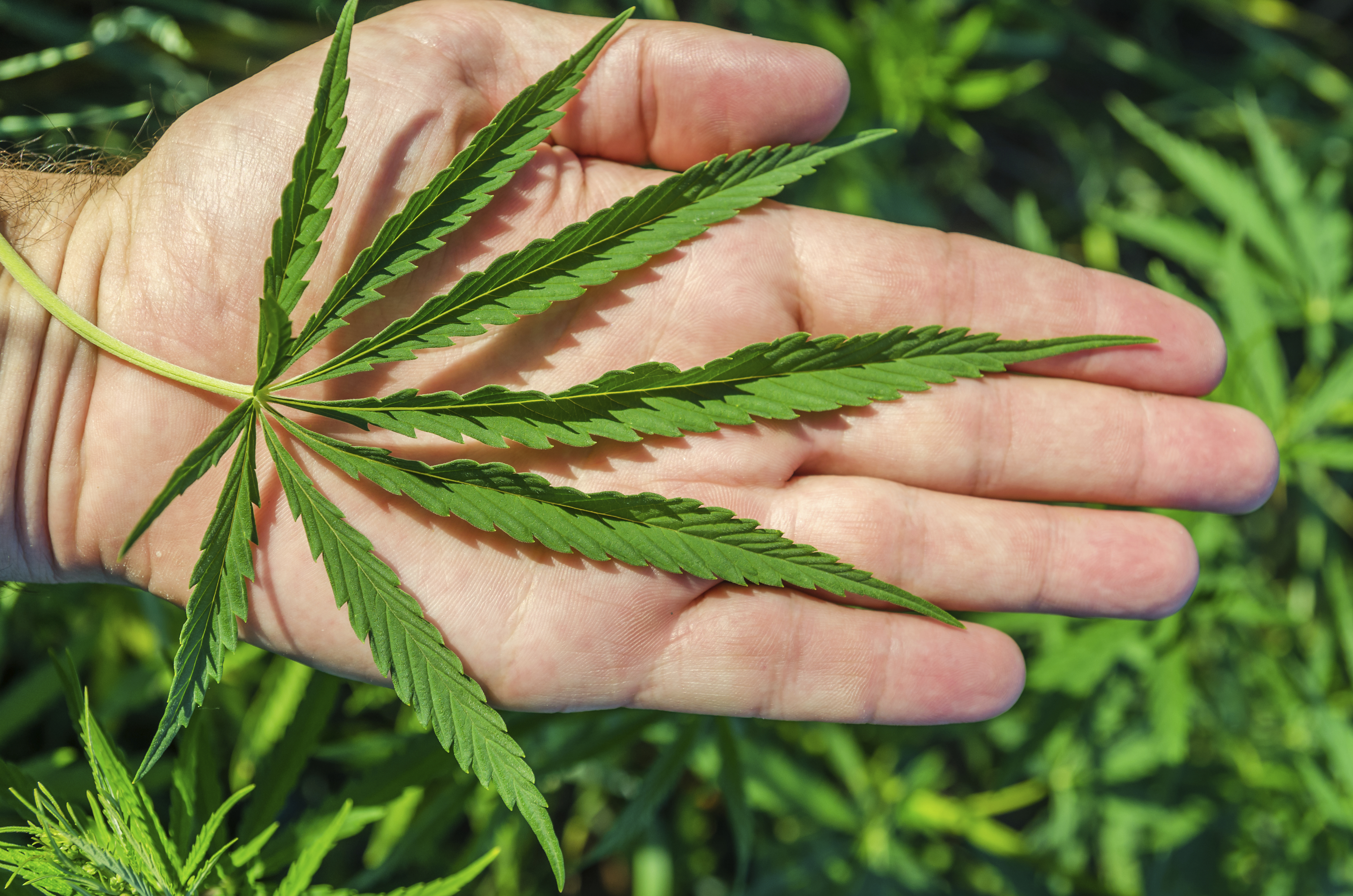 3 notícias de ciência que marcaram a semana- #Supernovas