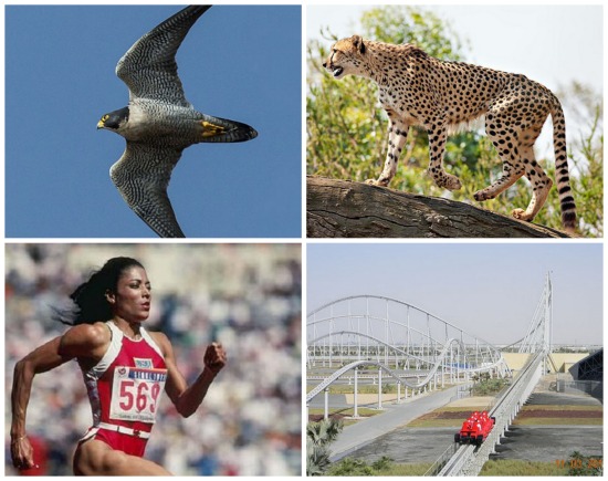 Os mais rápidos do mundo, cada um em sua categoria. Veja os dez seres e coisas que ocupam o topo do ranking de velocidade. Os mais rápidos do mundo, cada um em sua categoria. Veja os dez seres e coisas que ocupam o topo do ranking de velocidade.