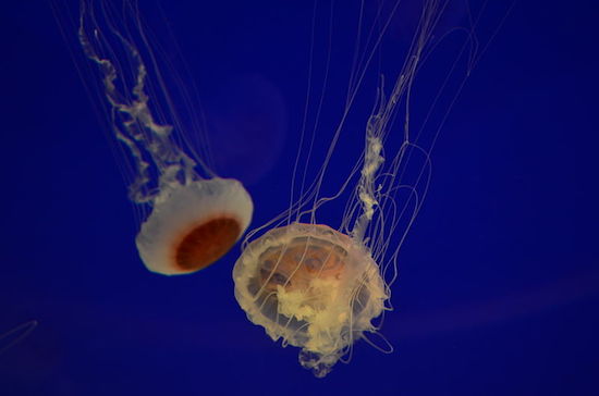 O tubarão leva toda a fama, mas no oceano existem muitos outros seres de botar medo. Um exemplo é a medusa, que causa o mesmo tanto de mortes por ano que os tubarões. Cada célula de toxina desse animal está equipada com uma carga de veneno capaz de matar 50 pessoas. Mais uma coisa para te preocupar na próxima viagem à praia.