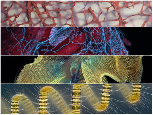 Pesquisadores e cientistas também produzem arte. A prova disso é um concurso anual que premia, desde 1975, as melhores fotografias microscópicas. Veja as dez melhores imagens (que você não veria a olho nu) deste ano. Pesquisadores e cientistas também produzem arte. A prova disso é um concurso anual que premia, desde 1975, as melhores fotografias microscópicas. Veja as dez melhores imagens (que você não veria a olho nu) deste ano.