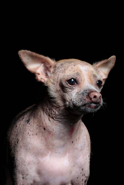 Molly é uma chiuaua careca de 12 anos. É "viciada" em comer figos. 