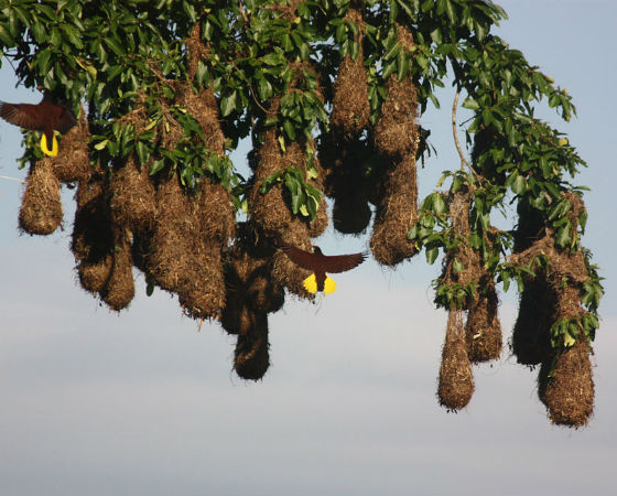 Já os pássaros Montezuma preferem usar plantas trepadeiras na construção de seus ninhos, que são agrupados em colônias para proteger os ovos dos macacos. Já os pássaros Montezuma preferem usar plantas trepadeiras na construção de seus ninhos, que são agrupados em colônias para proteger os ovos dos macacos.