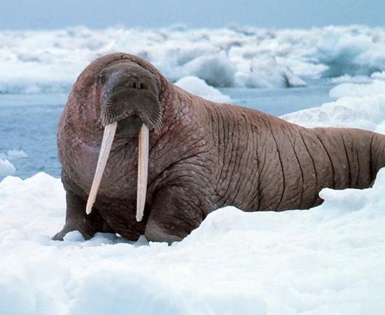 6º LUGAR - MORSA. O pênis de 60 cm corresponde a 15% do tamanho de seu corpo.