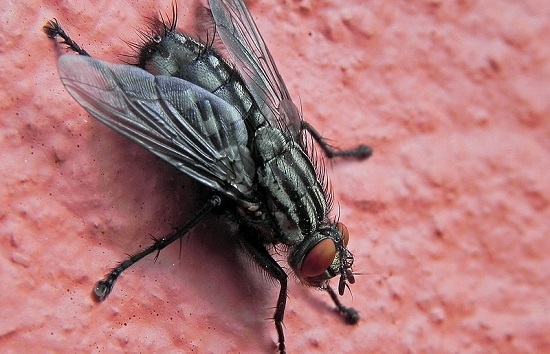 Elas são chatas, principalmente quando não deixam os humanos em paz, como durante um churrasco no quintal de casa. Uma mosca doméstica vive entre 10 e 25 dias. Durante esse período, põe algumas centenas de ovos.