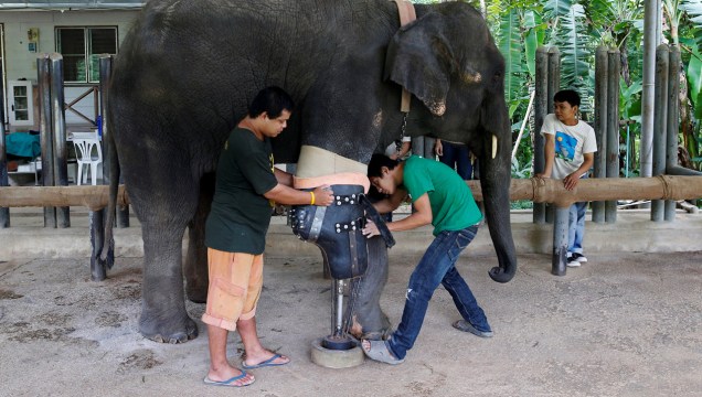 Com a sua perna nova, Mosha consegue fazer caminhadas diárias pela floresta do santuário - e até dar mergulhos no laguinho da fundação, que fica perto da cidade de Lampang, no norte da Tailândia.