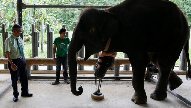 O Dr. Jivacate (à esquerda, na foto) acredita que Mosha sabe quem é o "pai" da sua perna artificial. "Toda a vez que eu venho ao hospital de elefantes ela me faz uma saudação com a tromba", ele <a href="https://www.reuters.com/video/2016/06/30/mosha-the-elephant-gets-her-new-leg?videoId=369121791" target="_blank">contou à Reuters</a>. O Dr. Jivacate (à esquerda, na foto) acredita que Mosha sabe quem é o "pai" da sua perna artificial. "Toda a vez que eu venho ao hospital de elefantes ela me faz uma saudação com a tromba", ele <a href="https://www.reuters.com/video/2016/06/30/mosha-the-elephant-gets-her-new-leg?videoId=369121791" target="_blank">contou à Reuters</a>.