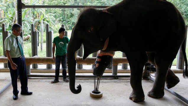 O Dr. Jivacate (à esquerda, na foto) acredita que Mosha sabe quem é o "pai" da sua perna artificial. "Toda a vez que eu venho ao hospital de elefantes ela me faz uma saudação com a tromba", ele <a href="https://www.reuters.com/video/2016/06/30/mosha-the-elephant-gets-her-new-leg?videoId=369121791" target="_blank">contou à Reuters</a>.