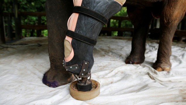 Em 2010, em uma visita ao santuário dos Amigos dos Elefantes Asiáticos, Therdchai Jivacate, um veterinário ortopedista, aceitou o maior desafio da sua carreira: criar a primeira perna artificial para um elefante.