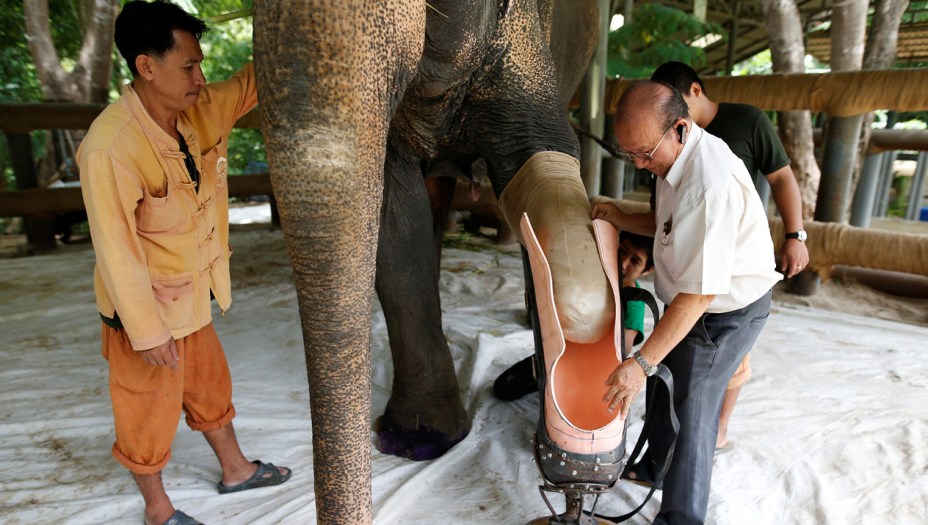 A moda da "botinha" de Mosha pegou: esse outro elefante, chamado Motola, se machucou em um acidente parecido, mas ainda mais grave. Foi o segundo elefante da história a receber uma perna artificial.