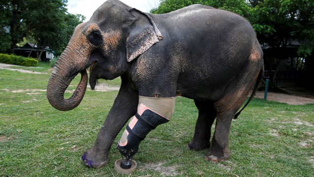 O "emprego" de Mosha e Motola não existe mais - o governo proibiu o uso de elefantes para transporar madeira. Mas ainda existem cerca de 3 mil elefantes vivendo soltos na Tailândia - e o risco deles se machucarem ainda é grande.