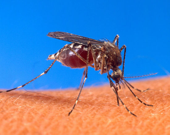 Sim, o animal mais perigoso do mundo é o mosquito. Por transmitir diversos tipos de doença e propagar epidemias, os mosquitos matam mais de dois milhões de pessoas por ano. Elefantíase, malária, dengue e o vírus do Nilo Ocidental são apenas alguns dos males que esses bichinhos irritantes causam.