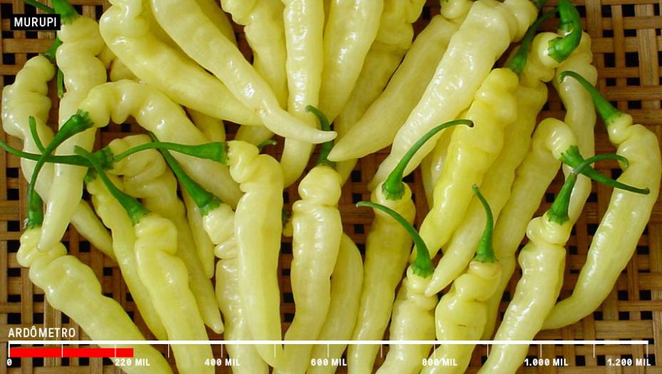 <span style="line-height:1.6">4. Murupi - 220 mil SHU</span><br /> <span style="line-height:1.6">4. Murupi - 220 mil SHU</span><br />