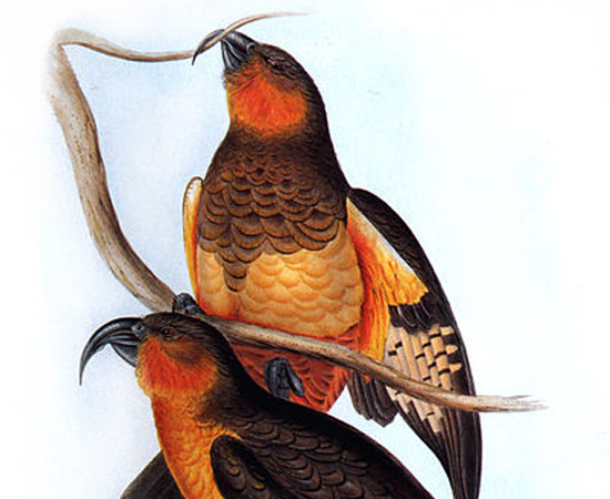 Norfolk Kaka (Nestor productus) - extinto por volta de 1800.