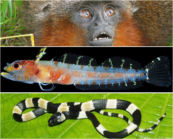 Apesar de conhecermos muitas espécies de animais, a verdade é que ainda existem muitas por aí que não foram descobertas pela ciência. É por isso que novas espécies são catalogadas todos os anos por pesquisadores. Para ficar atualizado, nesta galeria você confere algumas das descobertas mais legais dos últimos anos. Apesar de conhecermos muitas espécies de animais, a verdade é que ainda existem muitas por aí que não foram descobertas pela ciência. É por isso que novas espécies são catalogadas todos os anos por pesquisadores. Para ficar atualizado, nesta galeria você confere algumas das descobertas mais legais dos últimos anos.