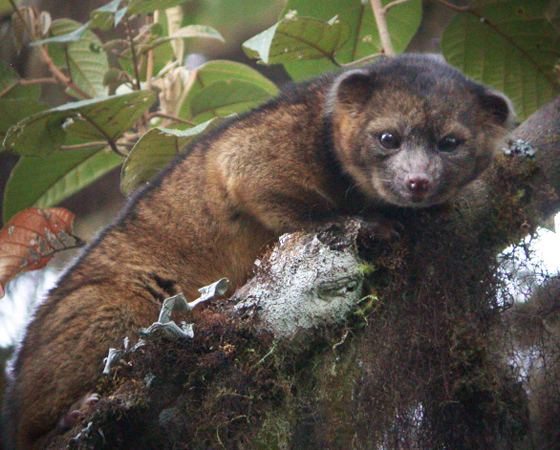 Olinguito (<i>Bassaricyon neblina</i>) - Pesquisadores do Instituto Smithsonian, dos EUA, registraram em agosto de 2013 um novo animal carnívoro no mundo ocidental. A descoberta aconteceu 35 anos após o último registro. O olinguito habita matas na América Latina, é parecido com guanixins e se alimenta de pequenos insetos e frutas. Olinguito (<i>Bassaricyon neblina</i>) - Pesquisadores do Instituto Smithsonian, dos EUA, registraram em agosto de 2013 um novo animal carnívoro no mundo ocidental. A descoberta aconteceu 35 anos após o último registro. O olinguito habita matas na América Latina, é parecido com guanixins e se alimenta de pequenos insetos e frutas.