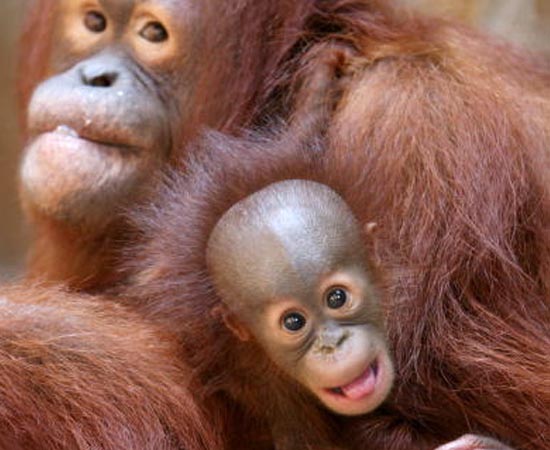 Este é o Orangotango de Sumatra - um primata exclusivo da ilha indonésia. A espécie está em extinção por causa do desmatamento das florestas tropicais e também porque os filhotes são roubados das mães para serem vendidos como bichos de estimação. Atualmente existem apenas 7 mil indivíduos no planeta.