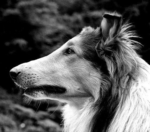 O cinema fez de Lassie a cadela mais famosa do mundo. O curioso é que o papel original foi de um macho, o cão Pal. Após a morte de Pal, em 1958, vários descendentes dele contribuíram para a fama da família e também interpretaram Lassie.