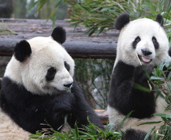 De acordo com as estimativas mais otimistas, restam cerca de 3 mil exemplares de Panda Gigante em todo o mundo. Destes, cerca de 200 vivem em cativeiros. A espécie está em extinção por causa da destruição de seu habitat natural: os bambuzais do centro-sul da China. Apesar de pertencerem à ordem dos carnívoros, os pandas são herbívoros e, praticamente, só se alimentam de bambu. O simpático casal da foto (Xingrong e Xingya) é um dos poucos casos de animais criados em cativeiro que conseguem se mudar para um ambiente selvagem. Eles foram soltos em uma reserva ambiental da China, após um processo de adaptação à natureza. De acordo com as estimativas mais otimistas, restam cerca de 3 mil exemplares de Panda Gigante em todo o mundo. Destes, cerca de 200 vivem em cativeiros. A espécie está em extinção por causa da destruição de seu habitat natural: os bambuzais do centro-sul da China. Apesar de pertencerem à ordem dos carnívoros, os pandas são herbívoros e, praticamente, só se alimentam de bambu. O simpático casal da foto (Xingrong e Xingya) é um dos poucos casos de animais criados em cativeiro que conseguem se mudar para um ambiente selvagem. Eles foram soltos em uma reserva ambiental da China, após um processo de adaptação à natureza.
