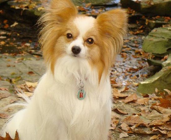 8º lugar - SPANIEL ANÃO CONTINENTAL - É uma raça muito possessiva e agressiva, apesar do pequeno porte. Esses cães são conhecidos pela grande capacidade de afeição.