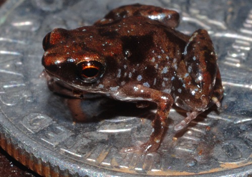 Sim, esse sapo é menor do que uma moeda. O <i>Paedophryne amauensis</i>, nativo de Papua-Nova Guiné, mede cerca de 10 milímetros.