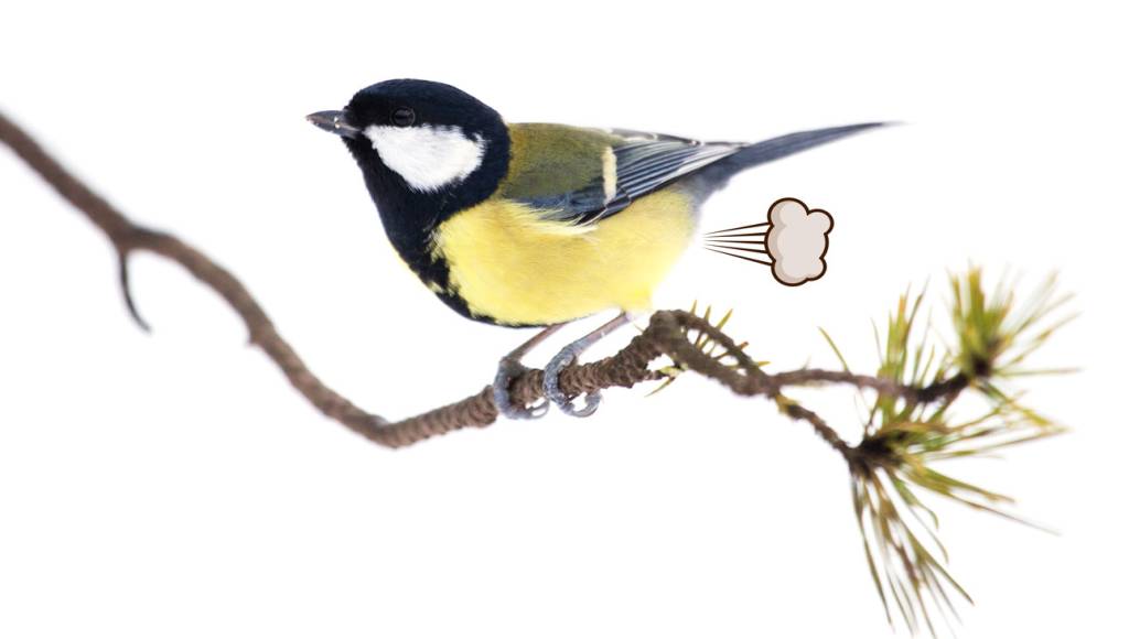 Afinal, pássaros peidam?