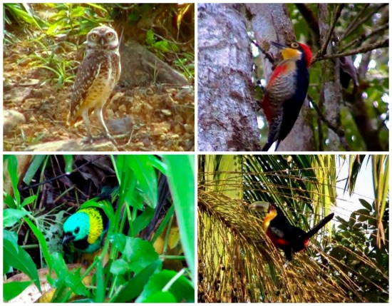 Abrangendo a costa brasileira e partes da Argentina e do Paraguai, a Mata Atlântica passou por intenso desmatamento durante a colonização. Mesmo assim, ainda é habitat para muitas aves. Conheça 15 delas. Abrangendo a costa brasileira e partes da Argentina e do Paraguai, a Mata Atlântica passou por intenso desmatamento durante a colonização. Mesmo assim, ainda é habitat para muitas aves. Conheça 15 delas.