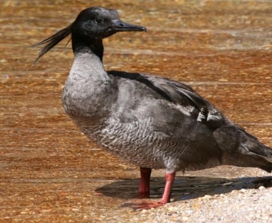 O Pato Mergulhão é um animal nativo do Brasil e corre sérios riscos de extinção. Existem apenas 250 indivíduos em todo o mundo. A espécie está desaparecendo por causa do desmatamento e do assoreamento dos rios. O Pato Mergulhão é um animal nativo do Brasil e corre sérios riscos de extinção. Existem apenas 250 indivíduos em todo o mundo. A espécie está desaparecendo por causa do desmatamento e do assoreamento dos rios.