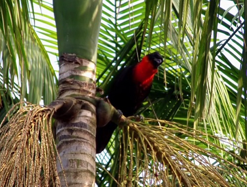 Habitante das florestas, o Pavó se alimenta de frutos e artrópodes.