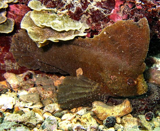 Ablabys taenianotus - Esse peixe é bem lento, mas sua tática de sobrevivência é bastante desenvolvida. Graças à aparência exótica, seus predadores o confundido com folhas mortas. Por isso, ele se deixa levar pela corrente marítima, sem preocupação.