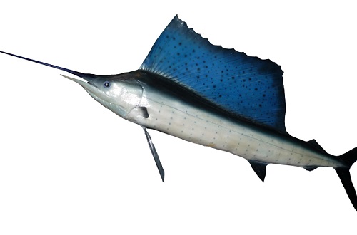 O agulhão-vela é o mais rápido das águas. O peixe atinge 110 km/h.