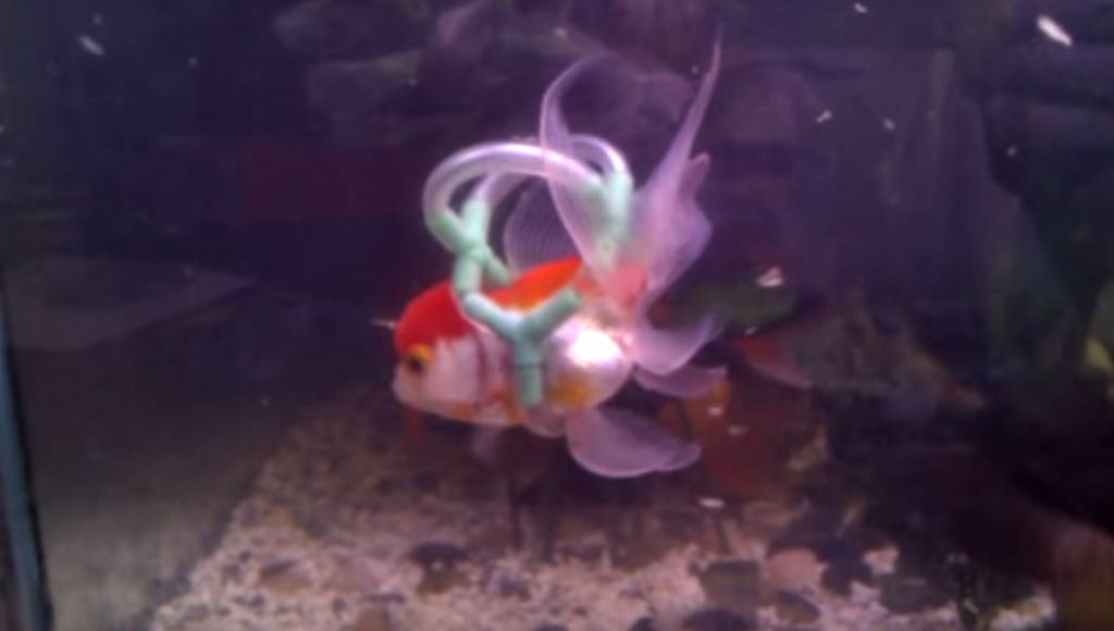 Peixinho dourado com deficiência ganha ‘cadeira de rodas’ aquática