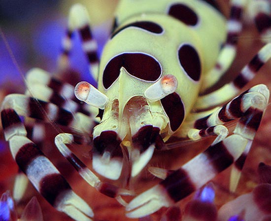 Periclimenes colemani - Apesar exibir cores vibrantes, esse camarão consegue se disfarçar como ninguém. É que ele vive com ouriços-de-fogo - animais extremamente perigosos (mas que não oferecem risco ao camarão) e que possuem cores e formas semelhantes às suas.