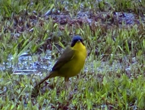O pia-cobra tem entre 13 e 14 centímetros. Ele vive em brejos e perto de lugares com água, como rios e lagoas. O pia-cobra tem entre 13 e 14 centímetros. Ele vive em brejos e perto de lugares com água, como rios e lagoas.