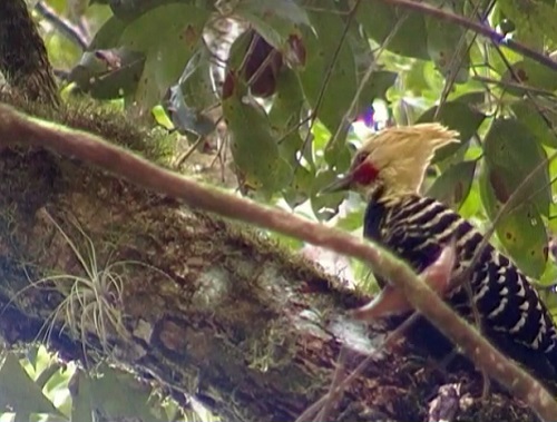 Esse pássaro é o pica-pau-de-cabeça-amarela, que vive em florestas e plantações.