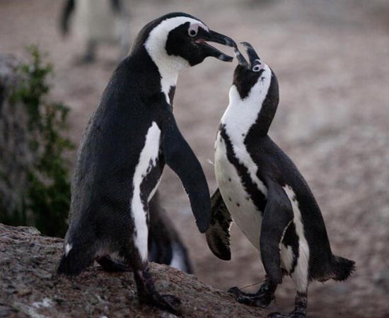 Até o início do século 20, o Pinguim Africano era facilmente encontrado nas praias do sudoeste da África. A espécie, que vive em bandos, é bastante resistente aos predadores naturais, mas acabou entrando para a lista de animais em extinção por causa dos frequentes derramamentos de óleo na costa africana. De acordo com informações da União Internacional para a Conservação da Natureza e dos Recursos Naturais (IUCN), é provável que, atualmente, existam apenas 55 mil exemplares do pinguim. Até o início do século 20, o Pinguim Africano era facilmente encontrado nas praias do sudoeste da África. A espécie, que vive em bandos, é bastante resistente aos predadores naturais, mas acabou entrando para a lista de animais em extinção por causa dos frequentes derramamentos de óleo na costa africana. De acordo com informações da União Internacional para a Conservação da Natureza e dos Recursos Naturais (IUCN), é provável que, atualmente, existam apenas 55 mil exemplares do pinguim.