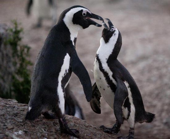Até o início do século 20, o Pinguim Africano era facilmente encontrado nas praias do sudoeste da África. A espécie, que vive em bandos, é bastante resistente aos predadores naturais, mas acabou entrando para a lista de animais em extinção por causa dos frequentes derramamentos de óleo na costa africana. De acordo com informações da União Internacional para a Conservação da Natureza e dos Recursos Naturais (IUCN), é provável que, atualmente, existam apenas 55 mil exemplares do pinguim.