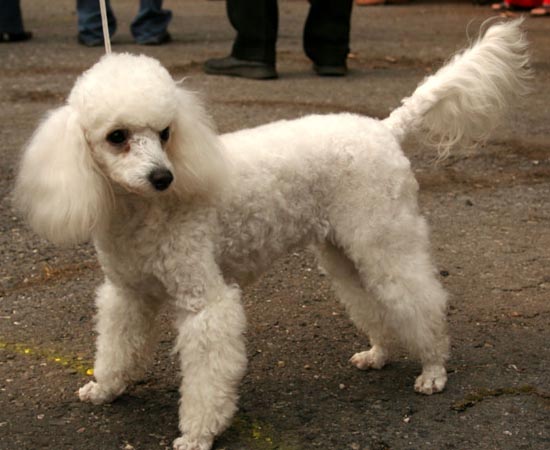 2º lugar - POODLE - Esta raça é fácil de treinar. Adoram pessoas e odeiam ficar sozinhos. Por mais incrível que pareça, podem ser cães de guarda ou caçadores.