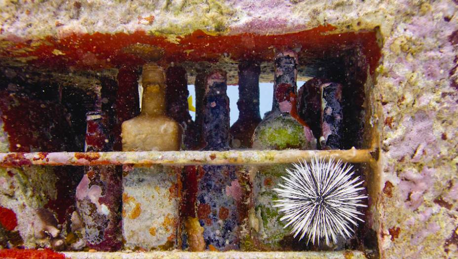 A faixa de mar em que fica o museu é uma das mais frequentadas do mundo: são 800 mil visitantes por ano só nesse trechinho - tudo por causa das cores e da diversidade de espécies no mar límpido do Caribe. Justamente por isso é que o MUSA foi colocado ali.