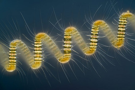 O holandês Wim van Egmond foi o grande vencedor do concurso de fotografia microscópica. A foto dele mostra um plâncton marinho.