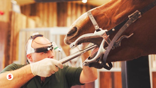 Dentista de cavalos