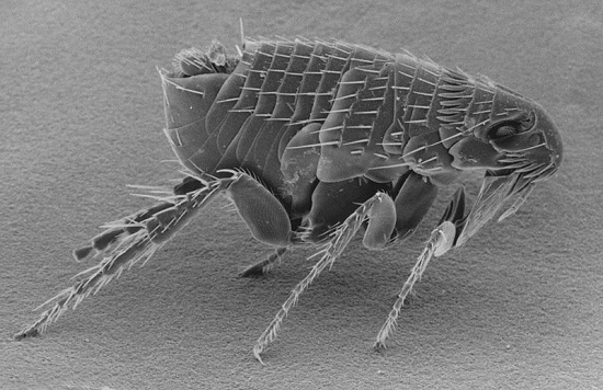 A vida de uma pulga começa quando a fêmea deposita seus ovos no cão ou no gato. Com 3 mm, uma pulga pode saltar até 30 cm - é como se você pulasse 200 metros.