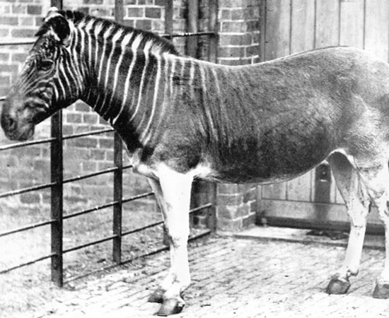 Quagga (Equus quagga quagga) - extinto em 1883.