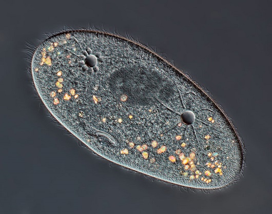 O paramécio é um organismo unicelular. Nessa imagem vemos até o núcleo desse protozoário. A foto ficou com o quarto lugar. O paramécio é um organismo unicelular. Nessa imagem vemos até o núcleo desse protozoário. A foto ficou com o quarto lugar.