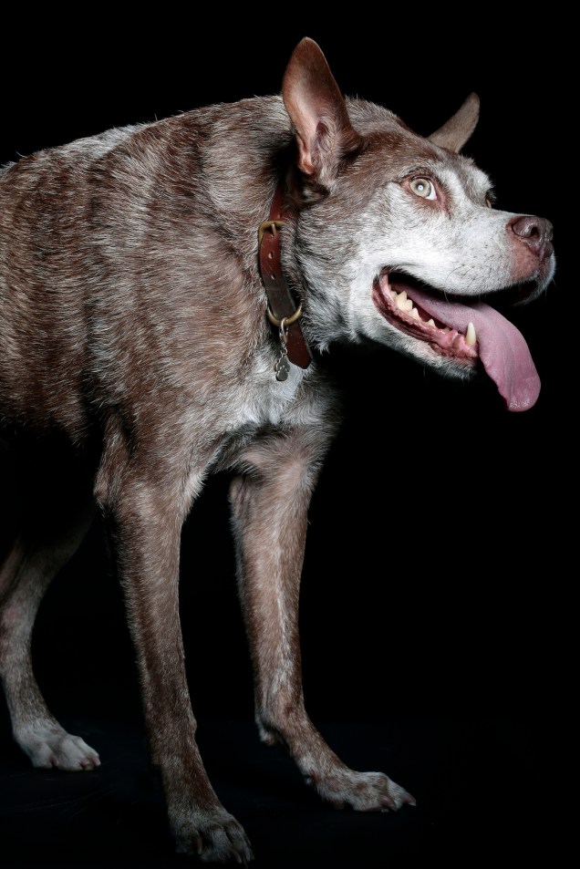 O vencedor do concurso é o Quasi Modo. Um cão de 10 anos resultado da mistura de pastor-holandês com pit bull