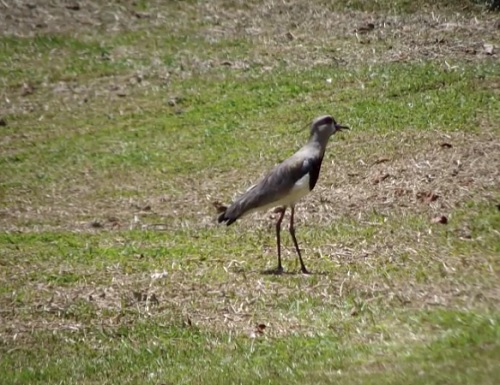 O quero-quero pode ser encontrado em campos, pastagens e capinzais. O pássaro tem entre 35 e 40 centímetros.