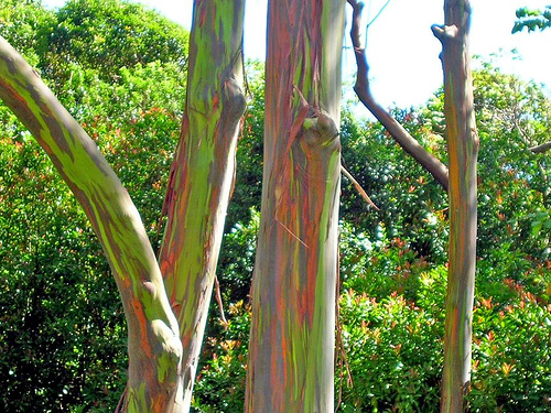 O Eucalipto Arco-Íris definitivamente merece esse nome. É que o tronco da árvore tem diversas cores. Essas árvores podem atingir quase 80 metros de altura.