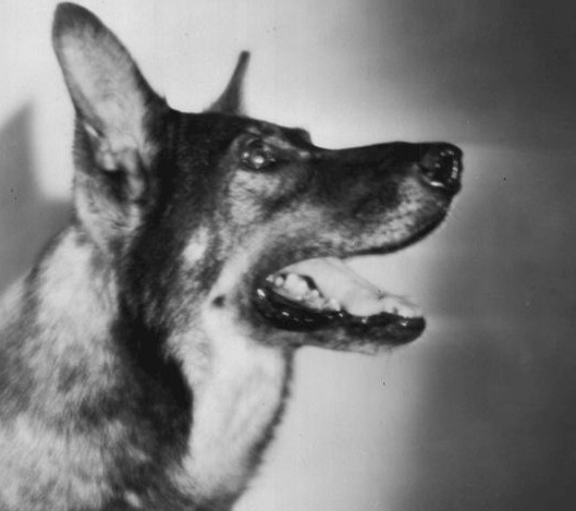 Esse pastor alemão foi a estrela de vários filmes durante a década de 1920. O cão chegou a receber US$ 6 mil por semana, sendo um dos animais mais bem pagos do cinema. Rin Tin Tin morreu em 1932 e foi enterrado num cemitério de animais, em Paris.