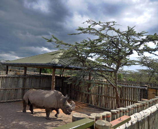 Existem apenas sete indivíduos do Rinoceronte Branco do Norte em todo o mundo: uma na República Tcheca, quatro no Quênia (um deles está na foto) e dois nos Estados Unidos. O animal está à beira da extinção por causa da caça predatória e da destruição do meio ambiente.
